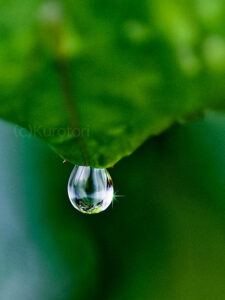 葉から滴り落ちる水滴