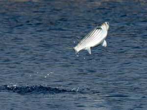 明石川で元気よく飛び出す魚