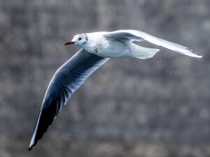 飛ぶ白い海鳥